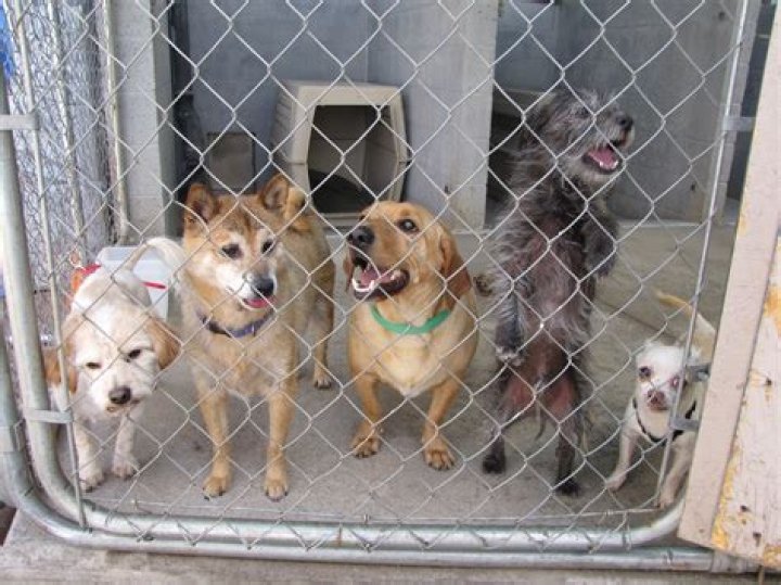 Are shelter dogs free?