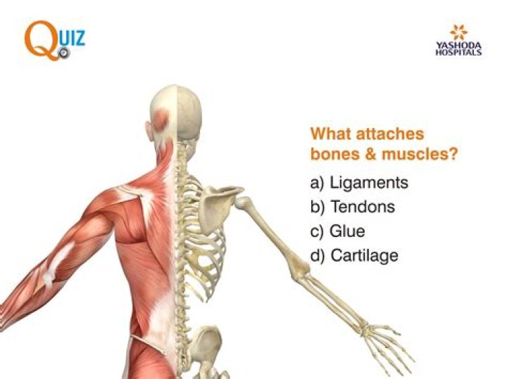 Are skeletal muscles attached to bones by ligaments?