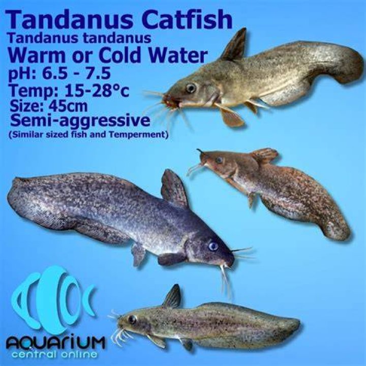 Are Tandanus catfish poisonous?