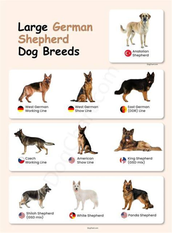 Are there different sizes of German Shepherds?
