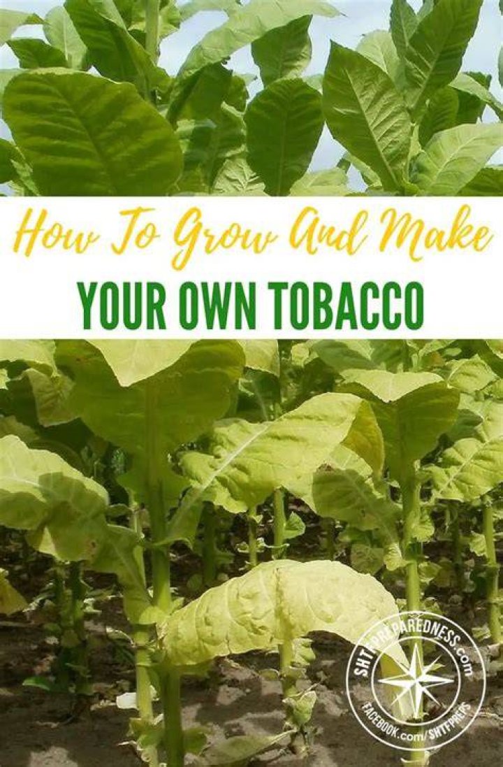 Can I legally grow tobacco in the UK?