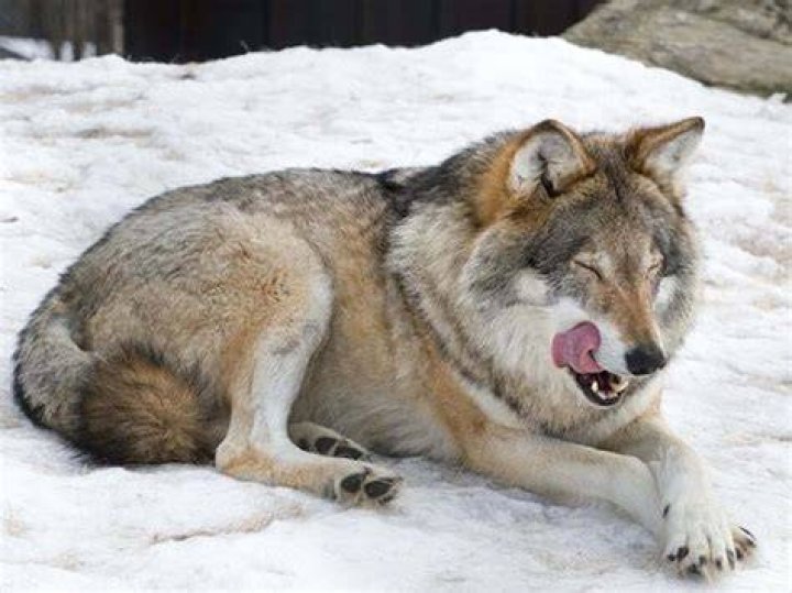 Can I own a wolf hybrid in NH?