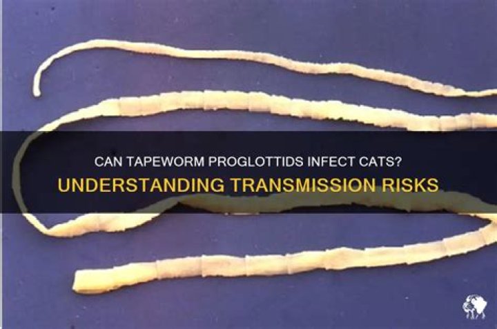 Can Proglottids infect humans?
