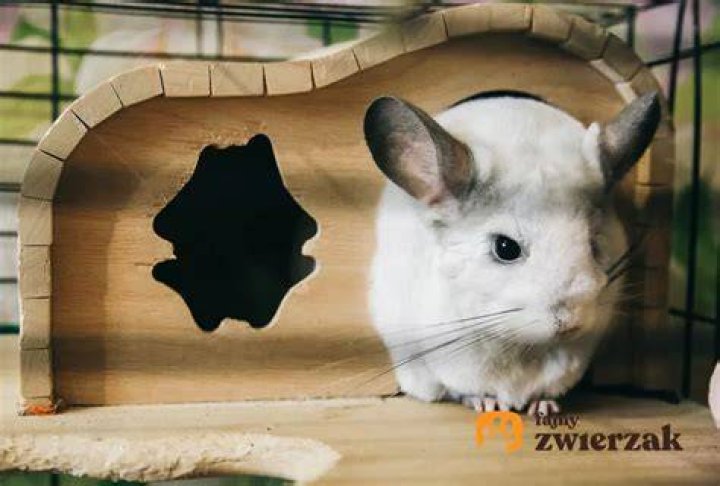 Co to jest szynszyl domowy?