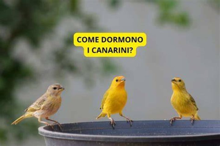 Come mangiare i canarini?
