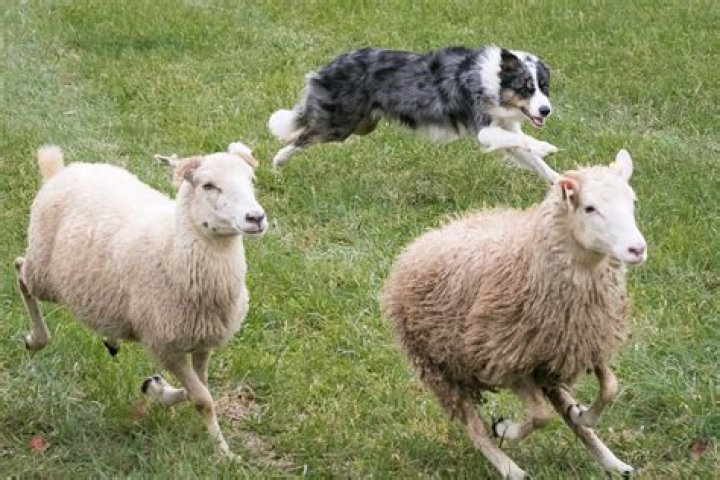 Does the dog and Sheep get along?