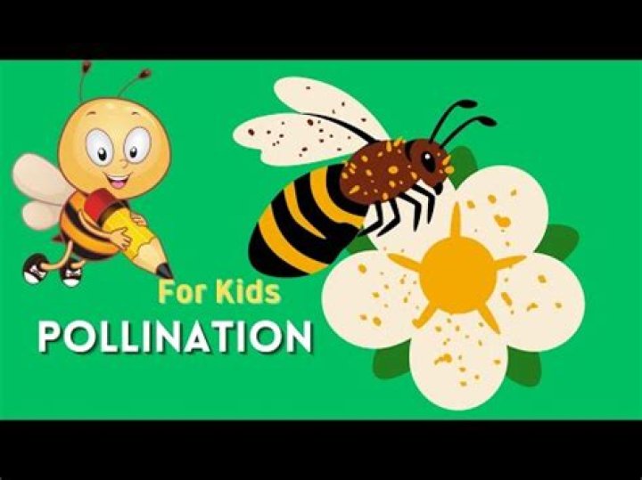 How do you explain pollination to a child?