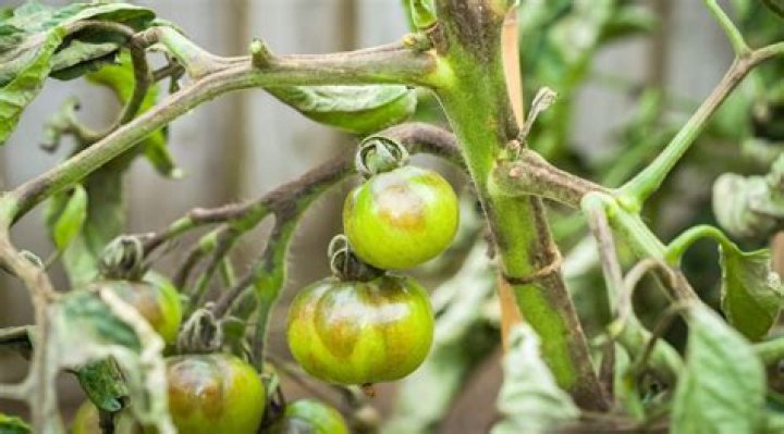 How do you manage bacterial wilt in tomatoes?