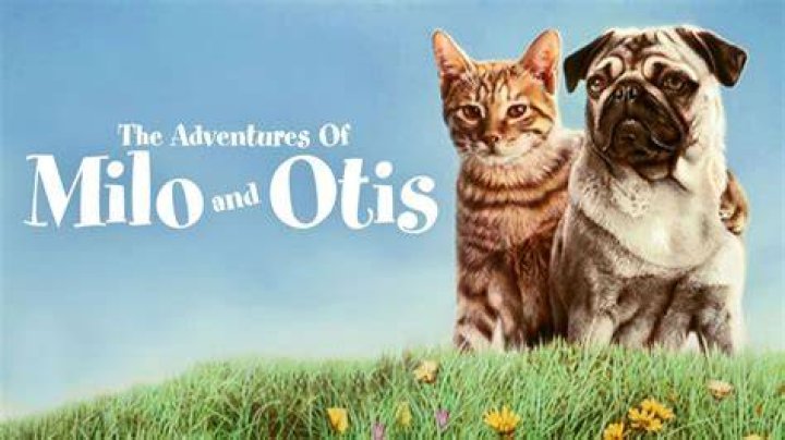 How many cats died in Milo and Otis?