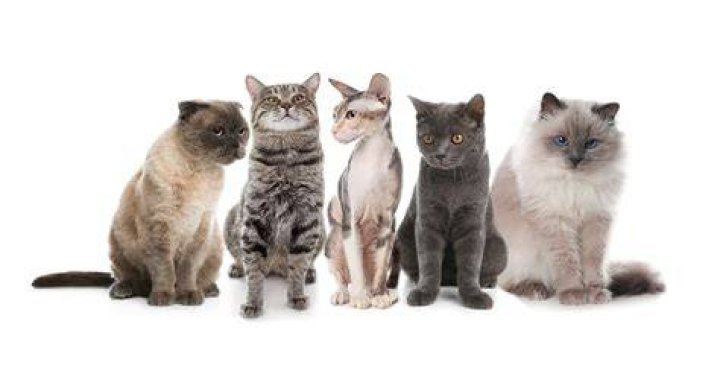 How many different types of scratching techniques are there?