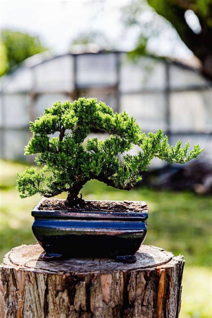 How much should I pay for a bonsai tree?