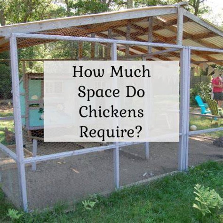 How much space do I need for 5000 chickens?
