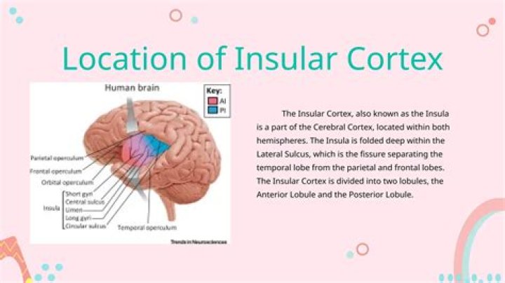 What activates the insular cortex?