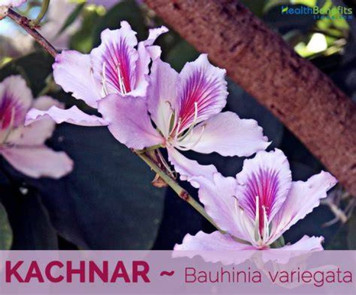 What are the benefits of Kachnar?