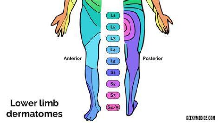 What are the Dermatomes of the lower limb?