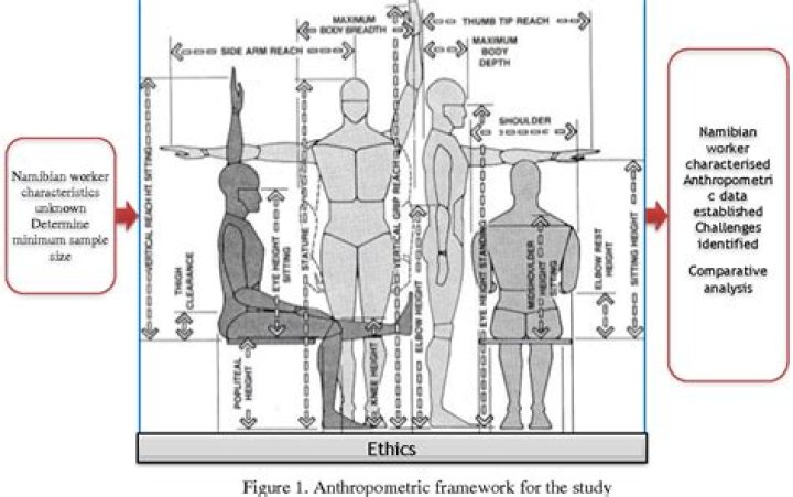What are the three principles of anthropometric design?