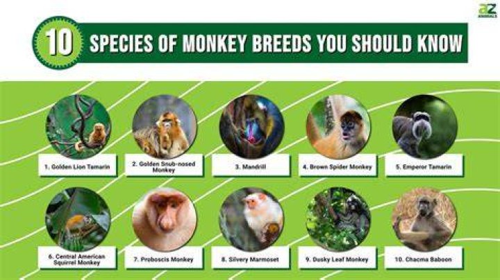 What are the top 5 monkeys?