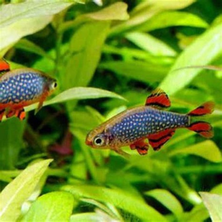 What do danios need in a tank?