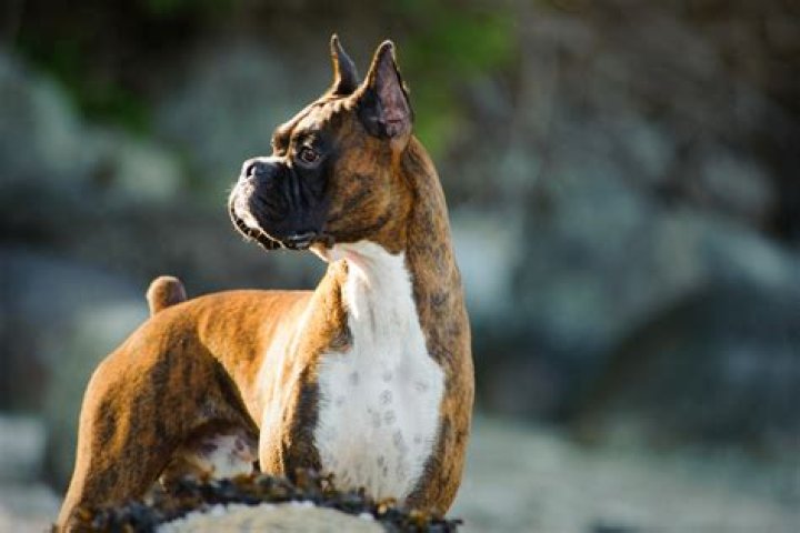 What dog group is the boxer in?