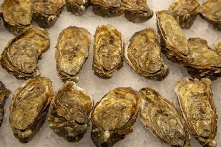 What domain is an oyster in?