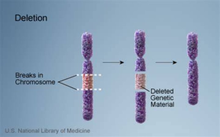 What genetic disorder is caused by the deletion of 25 genes from chromosome 7?