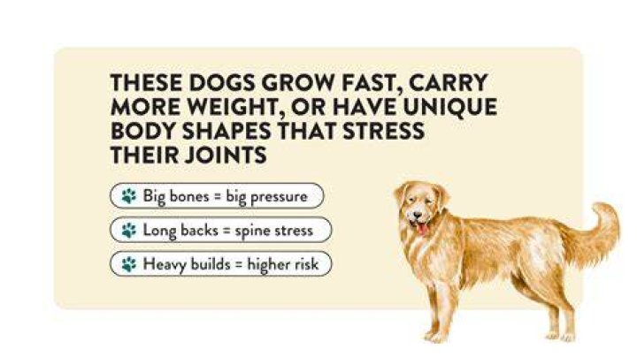 What helps dogs with bad joints?