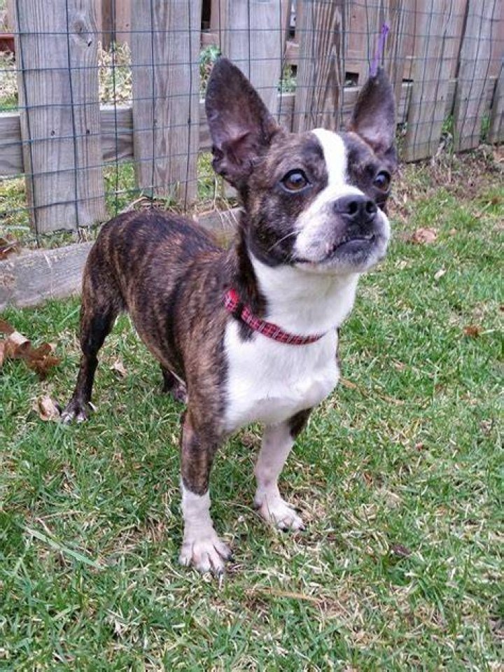 What is a Boston Huahua?