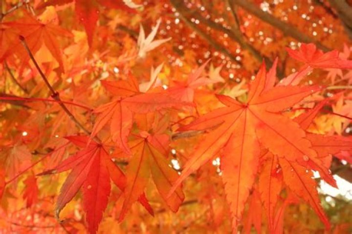 What is Momiji?