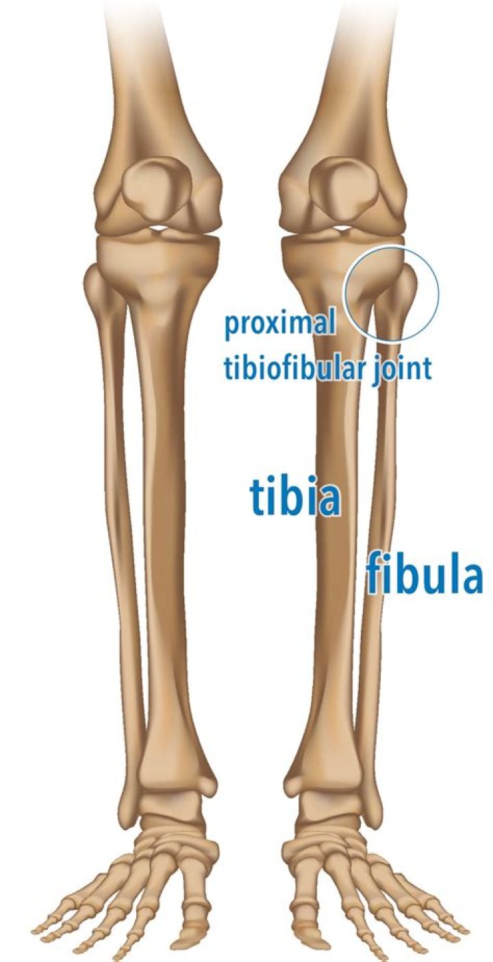 What is the difference between the proximal tibiofibular joint and the distal tibiofibular joint?
