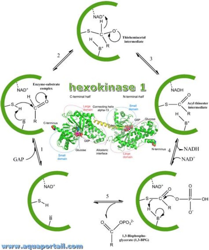What is the function of hexokinase?