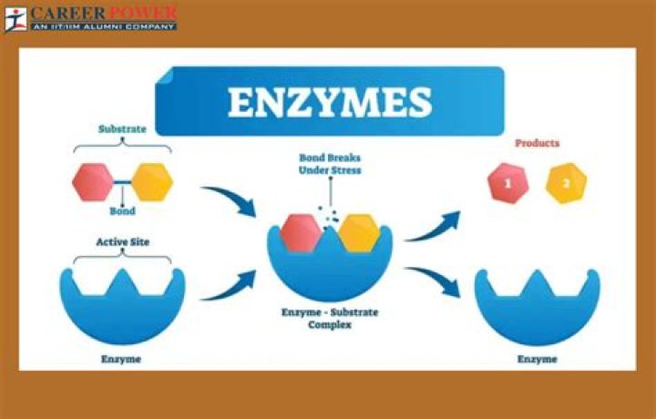 What is the simple definition of enzyme?
