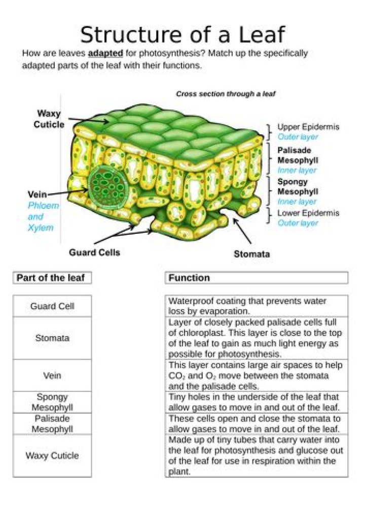 What is the structure of a leaf ks3?