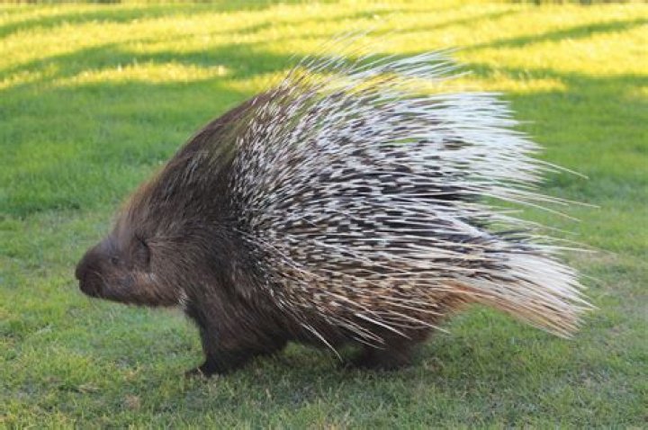 What noise does porcupines make?