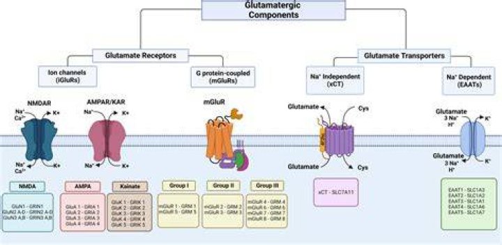 What receptor does glutamate use?