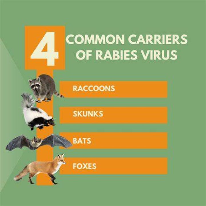 What viruses do rats carry?