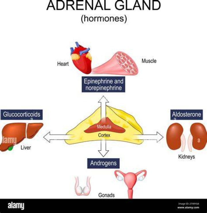 Where are adrenocortical hormones produced?