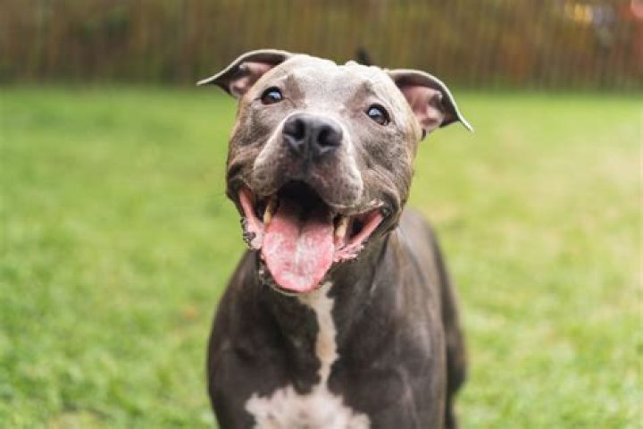 Where can I get a free pit bull?
