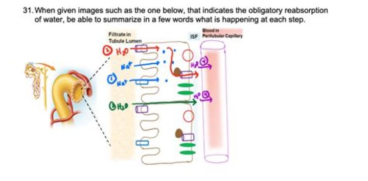 Where does obligatory reabsorption of water occur?