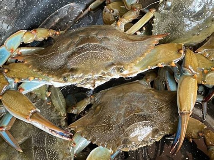 Where is the best place to catch crabs in NJ?