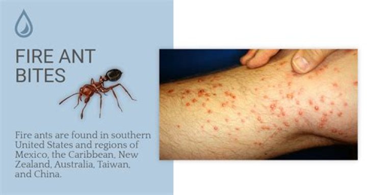 Why do fire ants bite all at once?