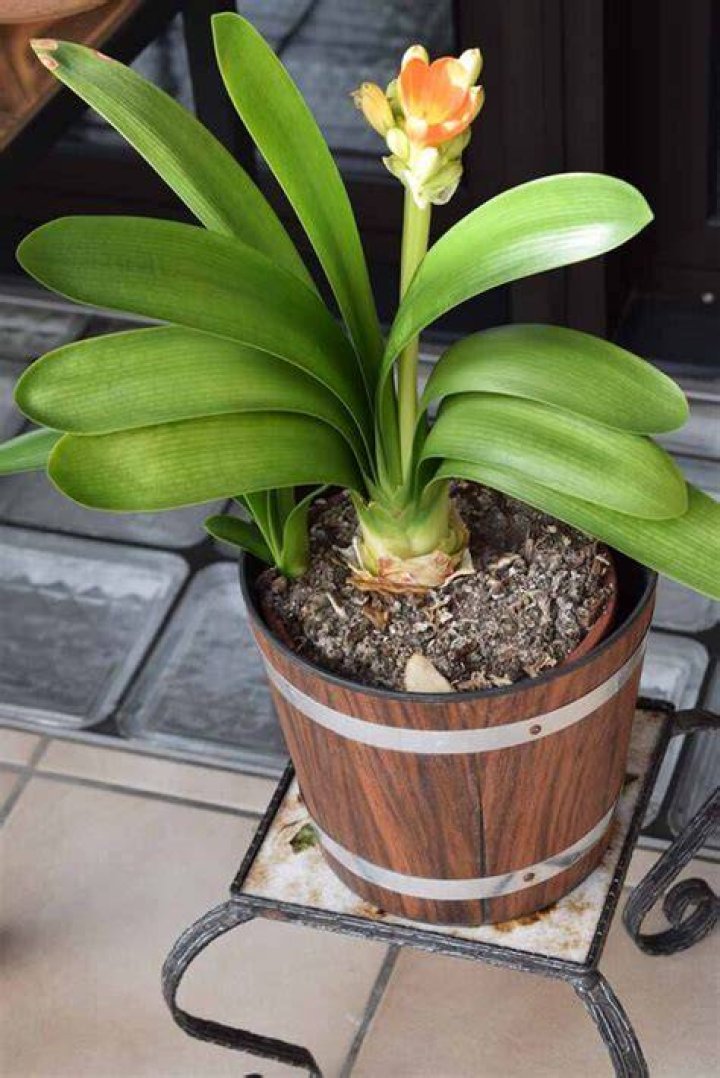 Why is my Clivia not flowering?
