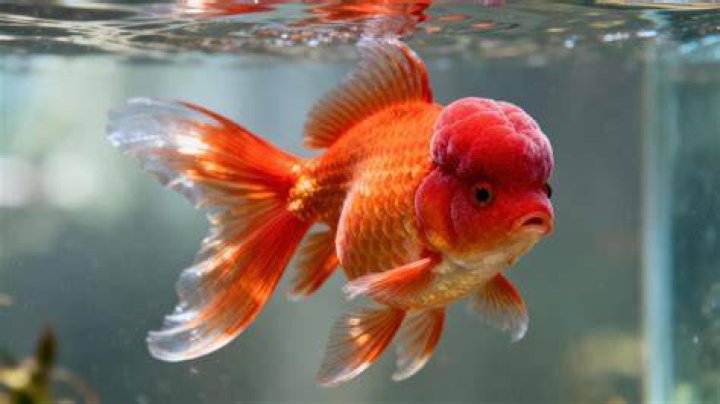Why is my oranda goldfish head turning white?